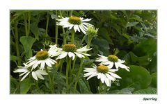 Weißblütiger Sonnenhut (Echinacea)