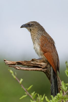 Weissbrauen Sporenkuckuck