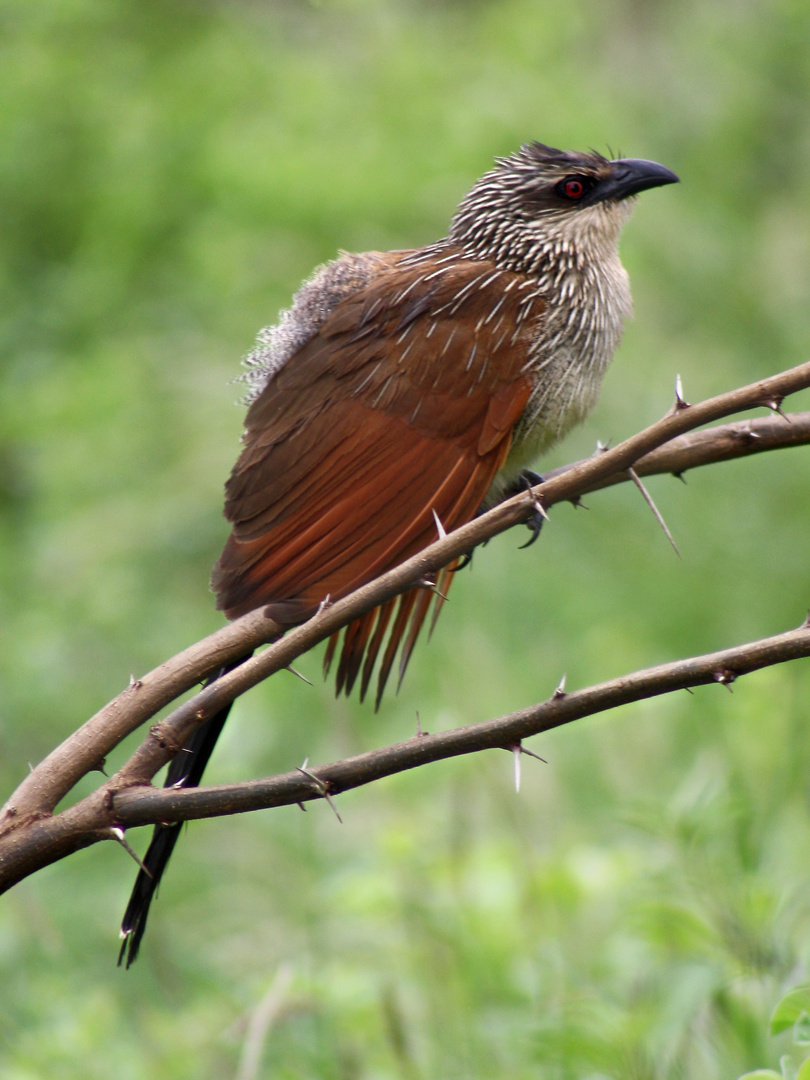 Weißbrauen- Sporenkuckuck, auch Tiputip genannt,  in Kenia