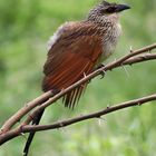 Weißbrauen- Sporenkuckuck, auch Tiputip genannt,  in Kenia