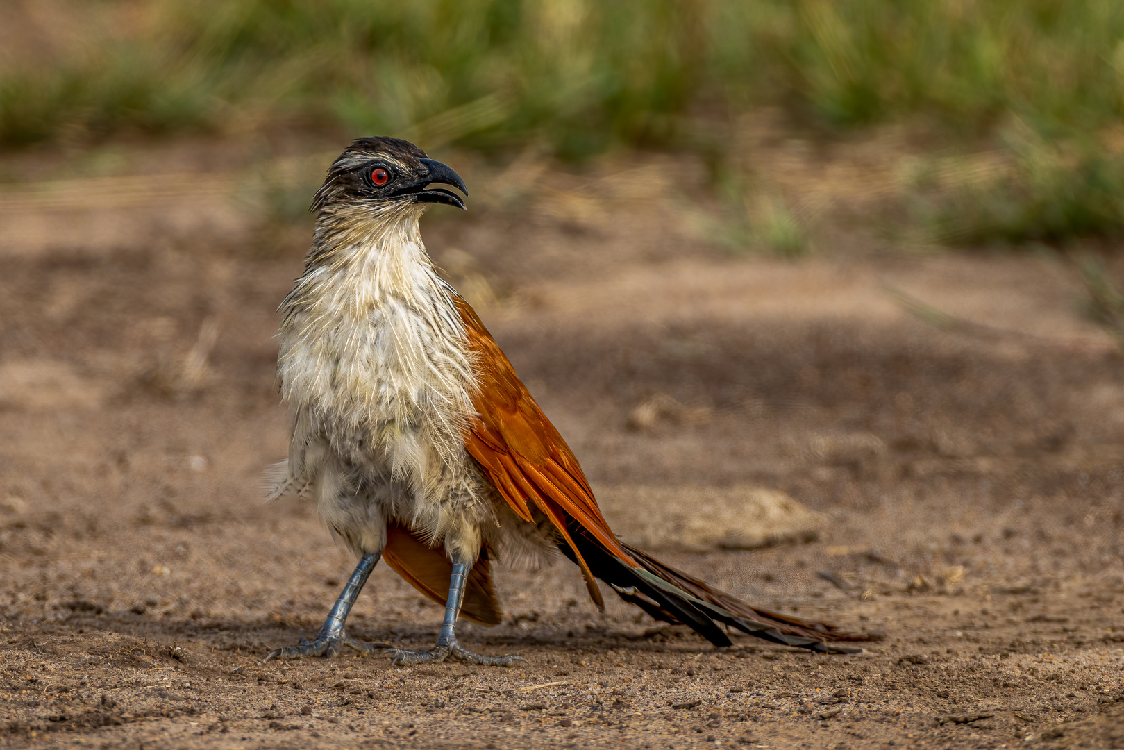 Weißbrauenkuckkuck (White-browed Coucal)