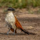 Weißbrauenkuckkuck (White-browed Coucal)