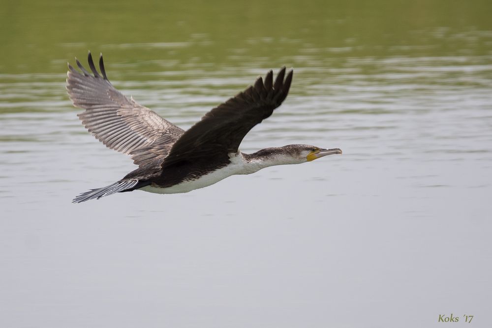 Weißbrustkormoran