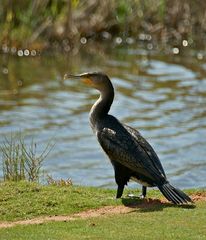 Weißbrustkormoran