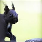 Weißbrustpuschelohr-Hörnchen