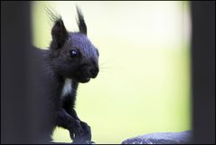 Weißbrustpuschelohr-Hörnchen