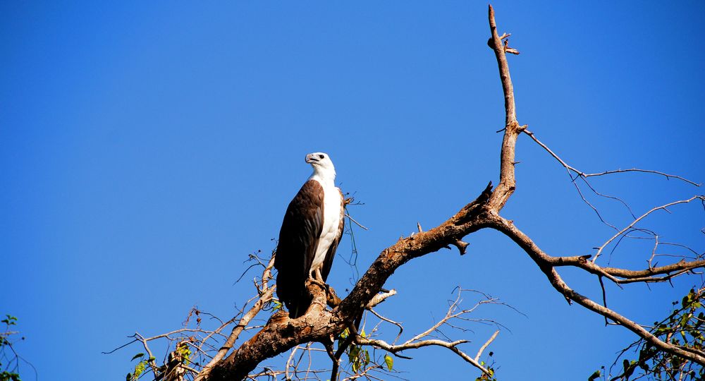 Weißbrustseeadler auf Beobachtungsposten