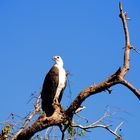 Weißbrustseeadler auf Beobachtungsposten