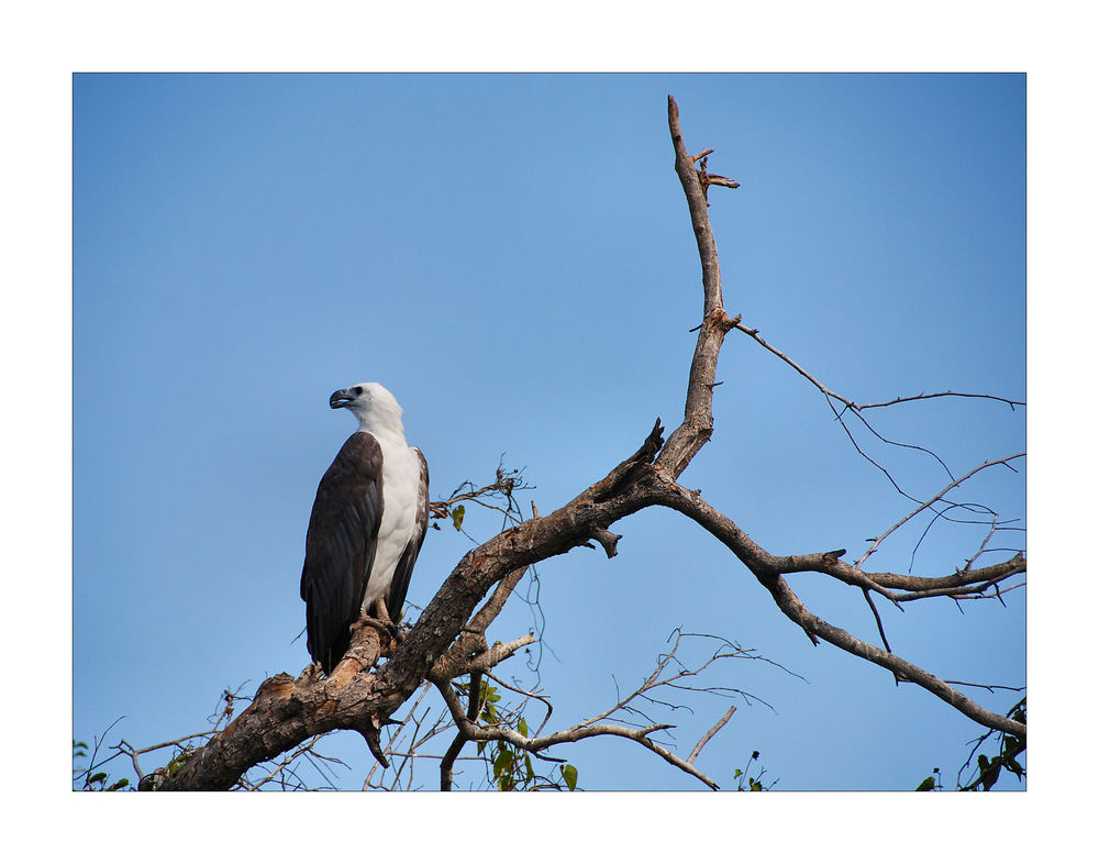 Weißbrustseeadler