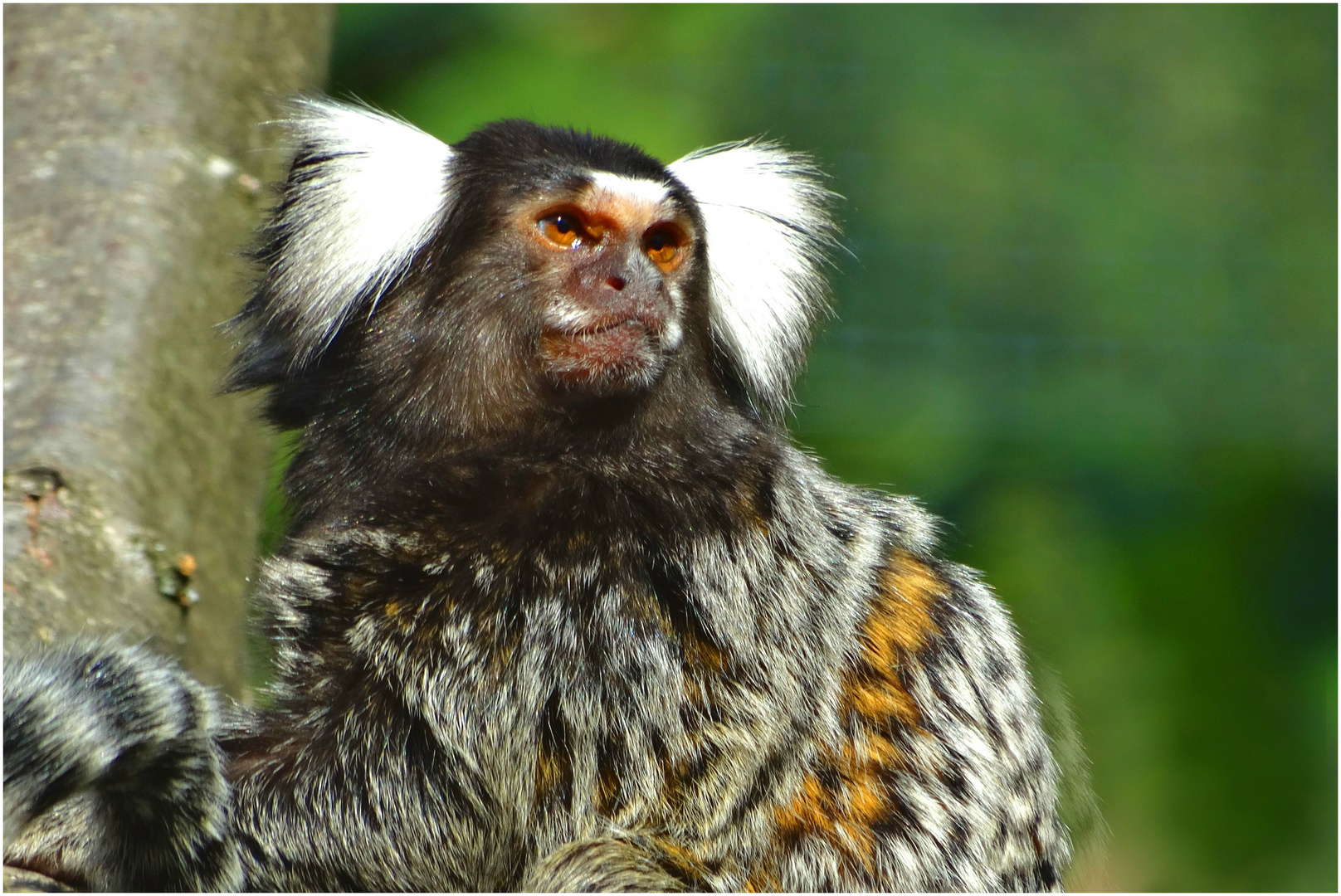 Weißbücheläffchen (Zoo Neuwied) -2-