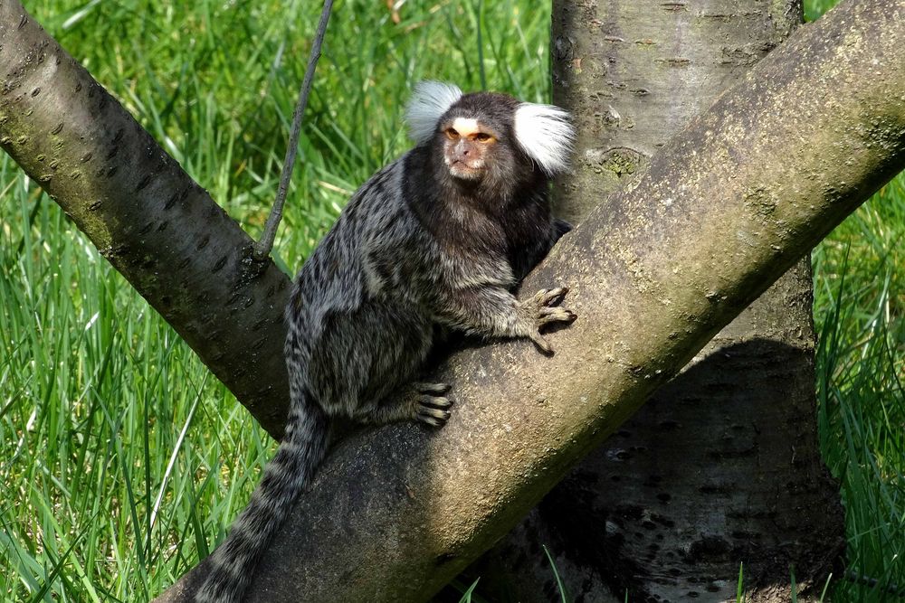 Weißbücheläffchen (Zoo Neuwied)