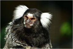 Weißbücheläffchen (Zoo Neuwied)