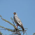 Weissbürzel Singhabicht