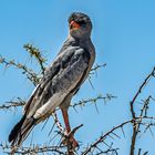 Weissbürzel Singhabicht auf einem Baum am Wegesrand