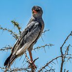 Weissbürzel Singhabicht auf einem Baum am Wegesrand