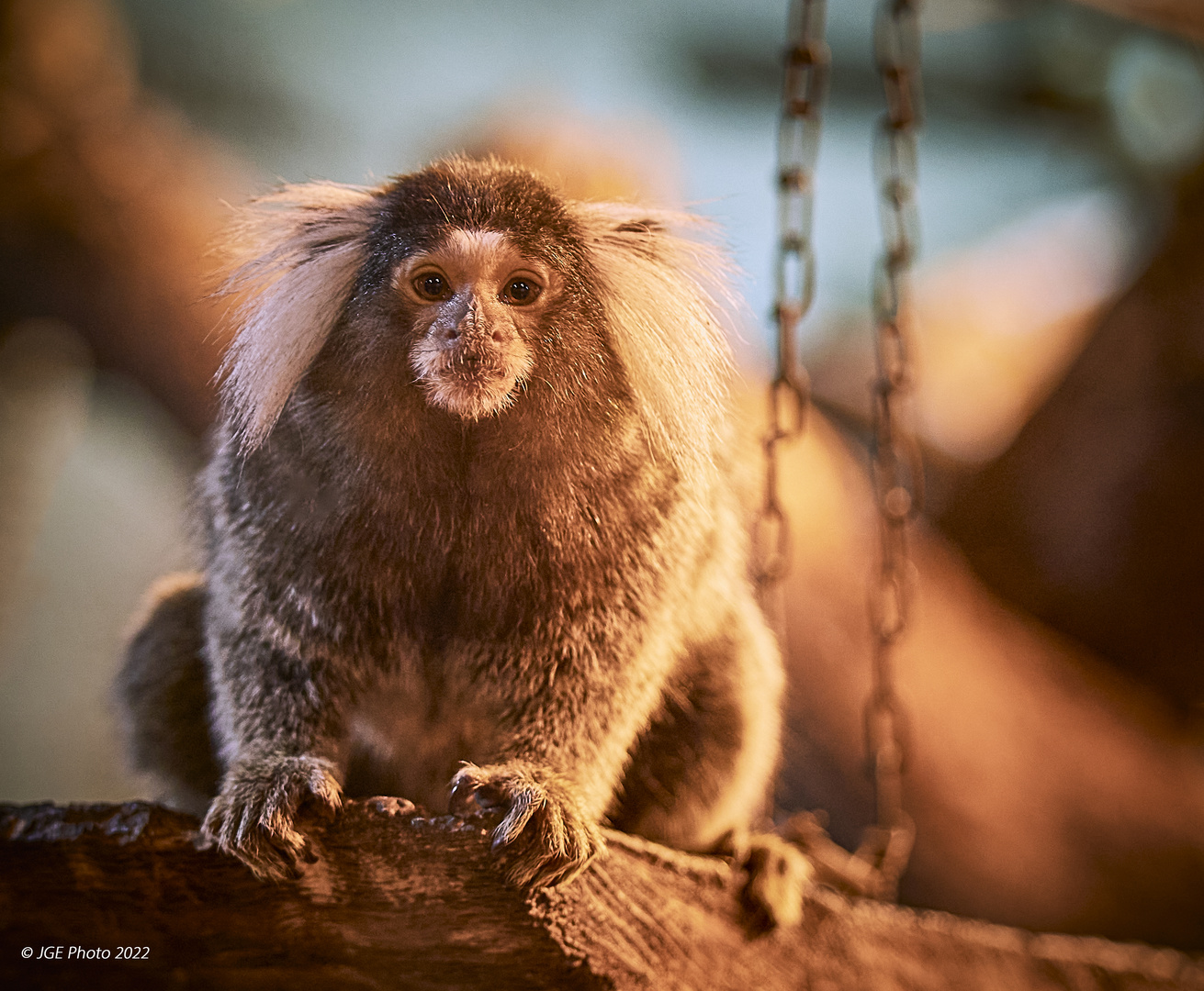 Weißbüscheläffchen im Terrarium Zoo Landau