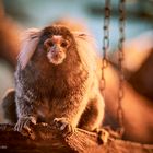 Weißbüscheläffchen im Terrarium Zoo Landau