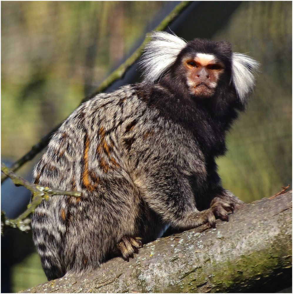 Weißbüscheläffchen (ZOO NEUWIED)