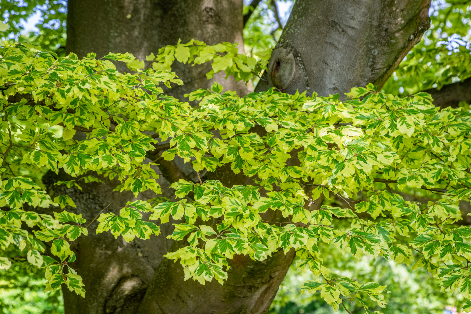 weißbunte Buche - Berggarten Hannover