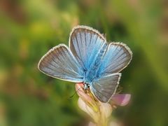 Weißdolch-Bläuling, (Polyommatus damon)