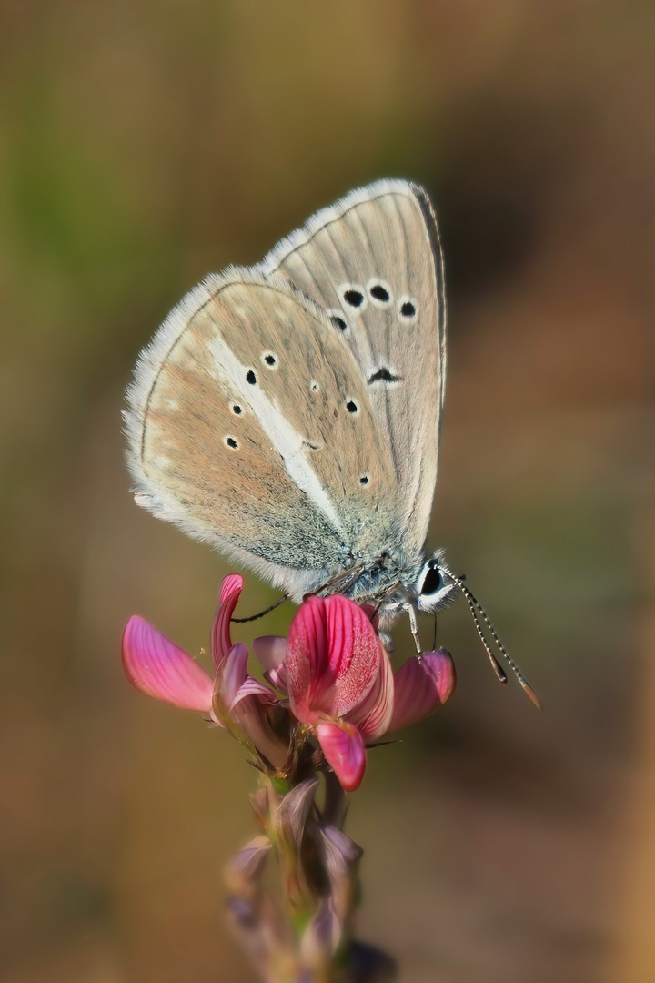 Weißdolch-Bläuling, (Polyommatus damon)