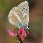 Weißdolch-Bläuling, (Polyommatus damon)