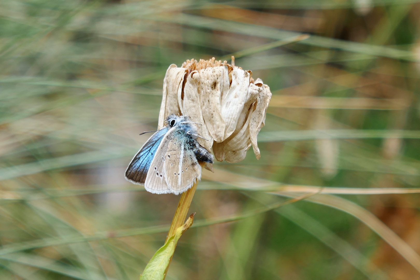 Weißdolch-Bläuling, Polyommatus damon