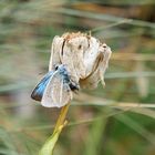 Weißdolch-Bläuling, Polyommatus damon