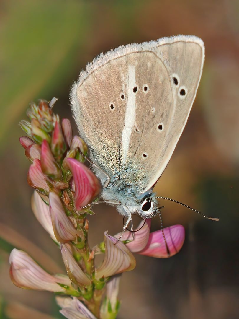 Weißdolch-Bläuling, (Polyommatus damon)