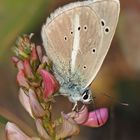 Weißdolch-Bläuling, (Polyommatus damon)