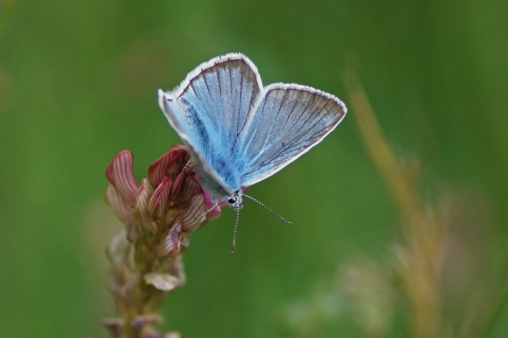 Weißdolch-Bläuling (Polyommatus damon), Männchen