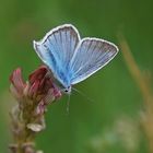 Weißdolch-Bläuling (Polyommatus damon), Männchen