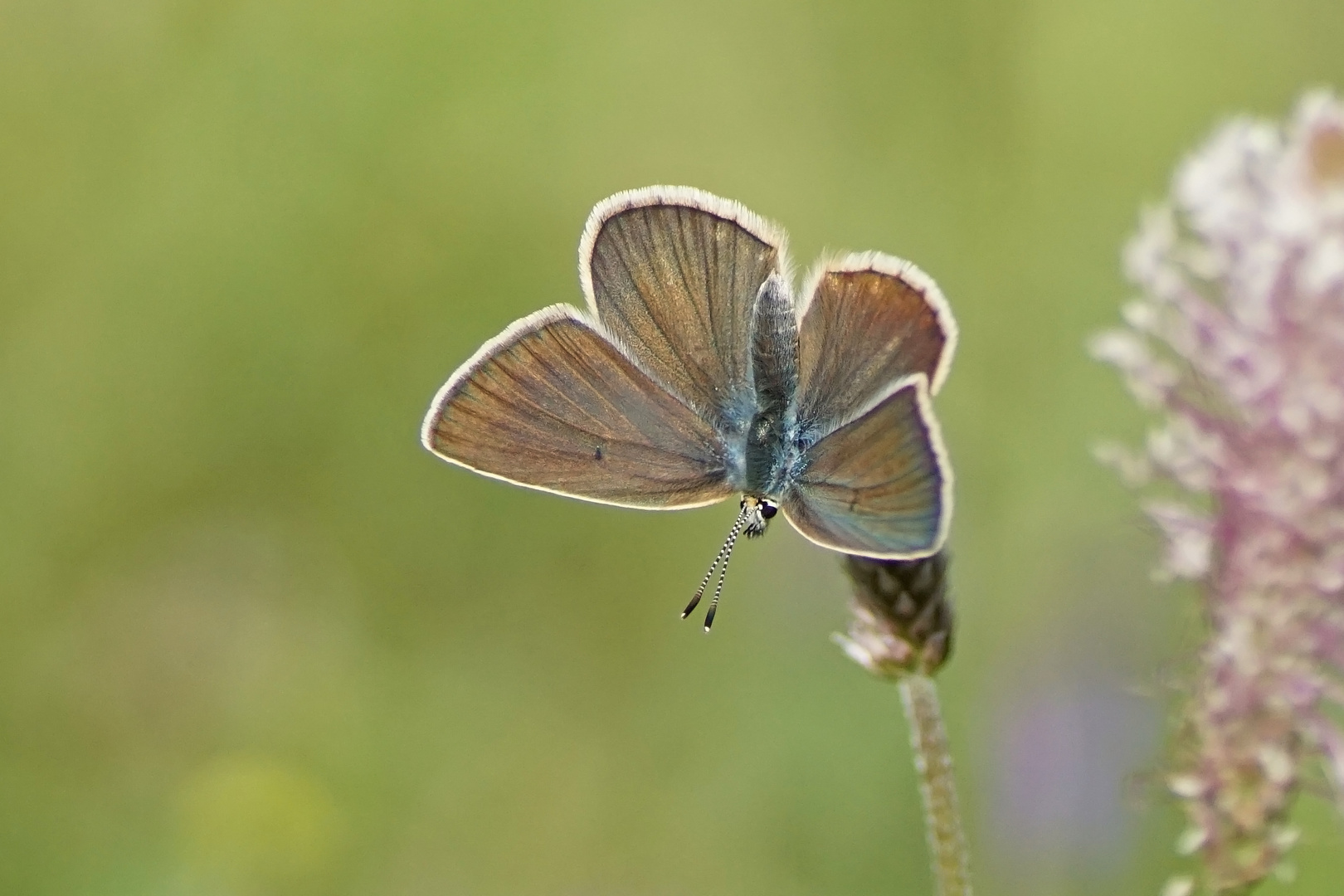 Weißdolch-Bläuling (Polyommatus damon), Weibchen