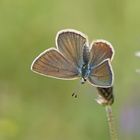 Weißdolch-Bläuling (Polyommatus damon), Weibchen