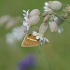 Weißdolch-Bläuling (Polyommatus damon), Weibchen