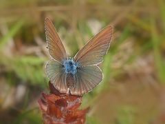 Weißdolch-Bläuling (Polyommatus damon), weibl. 