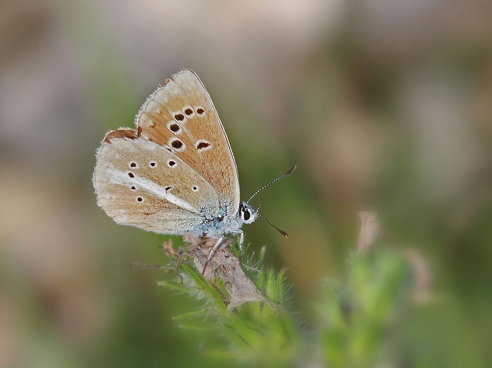 Weißdolch-Bläuling (Polyommatus damon), weibl.