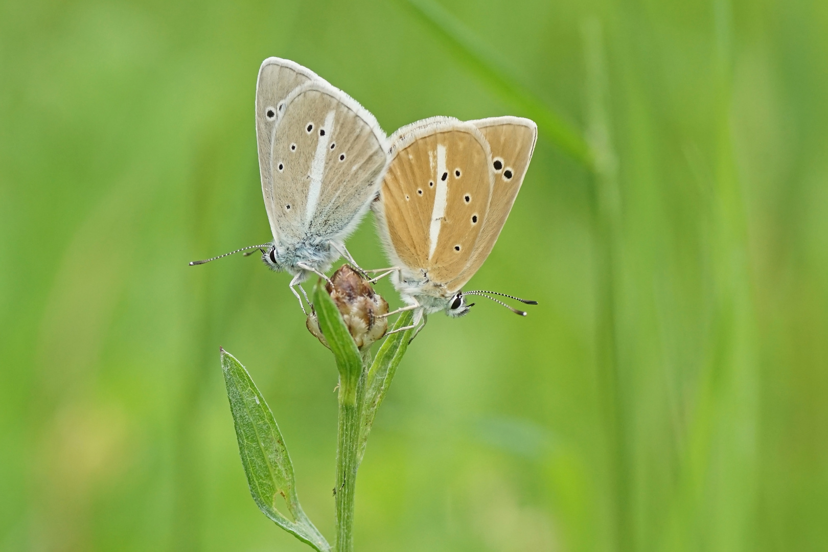 Weißdolch-Bläulinge (Polyommatus damon)