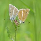 Weißdolch-Bläulinge (Polyommatus damon)