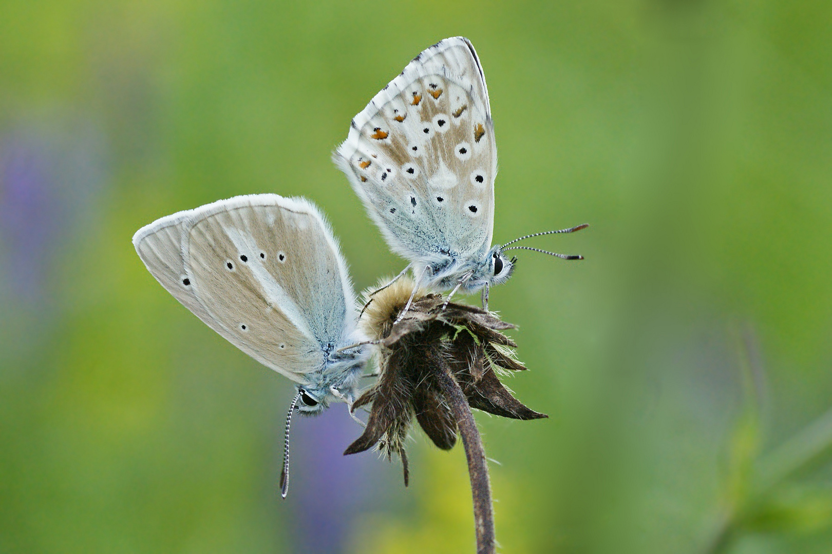 Weißdolch-und Silbergrüner Bläuling (Polyommatus damon u. coridon)