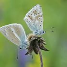 Weißdolch-und Silbergrüner Bläuling (Polyommatus damon u. coridon)