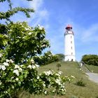 Weissdorn am Leuchtturm Dornbusch 