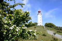 Weissdorn am Leuchtturm Dornbusch 