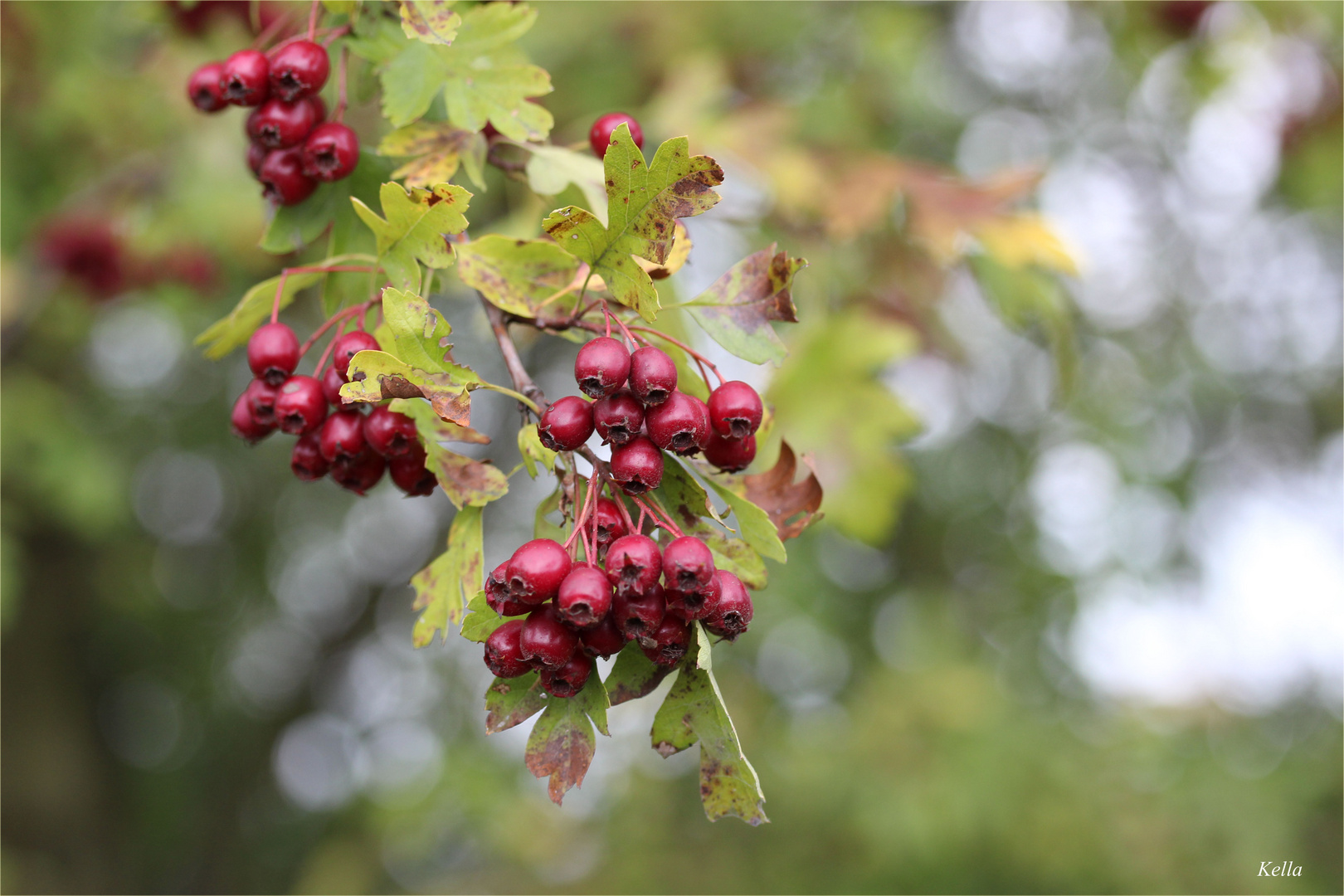 Weißdorn - Beeren