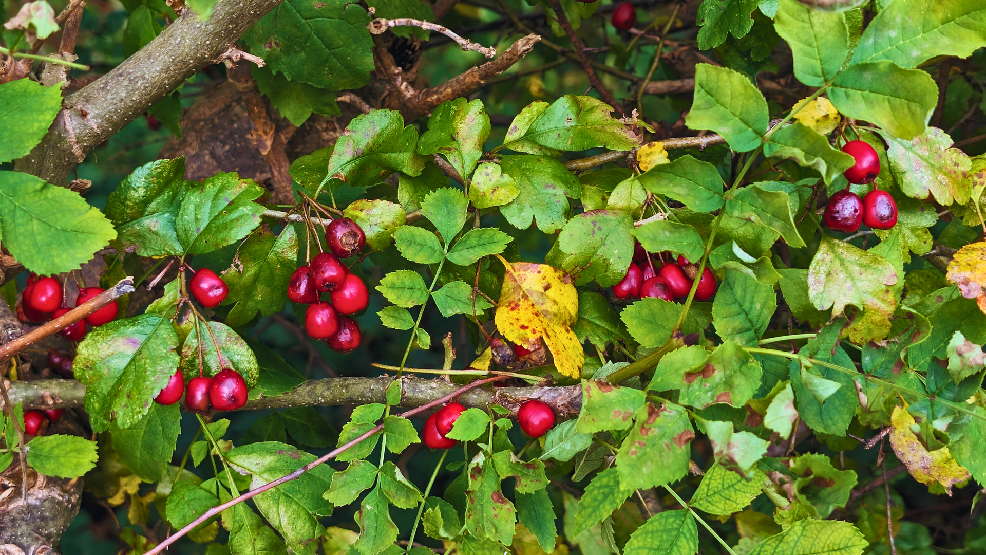 Weißdorn Beeren