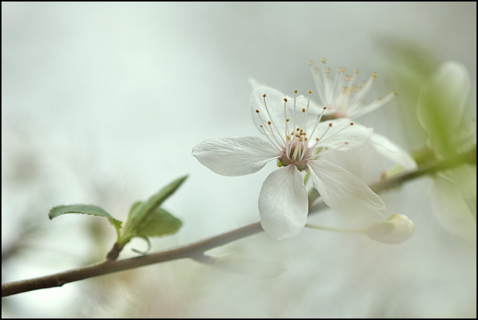 Weißdorn- Blüte