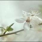 Weißdorn- Blüte