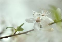 Weißdorn- Blüte