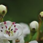 Weißdorn-Blüte