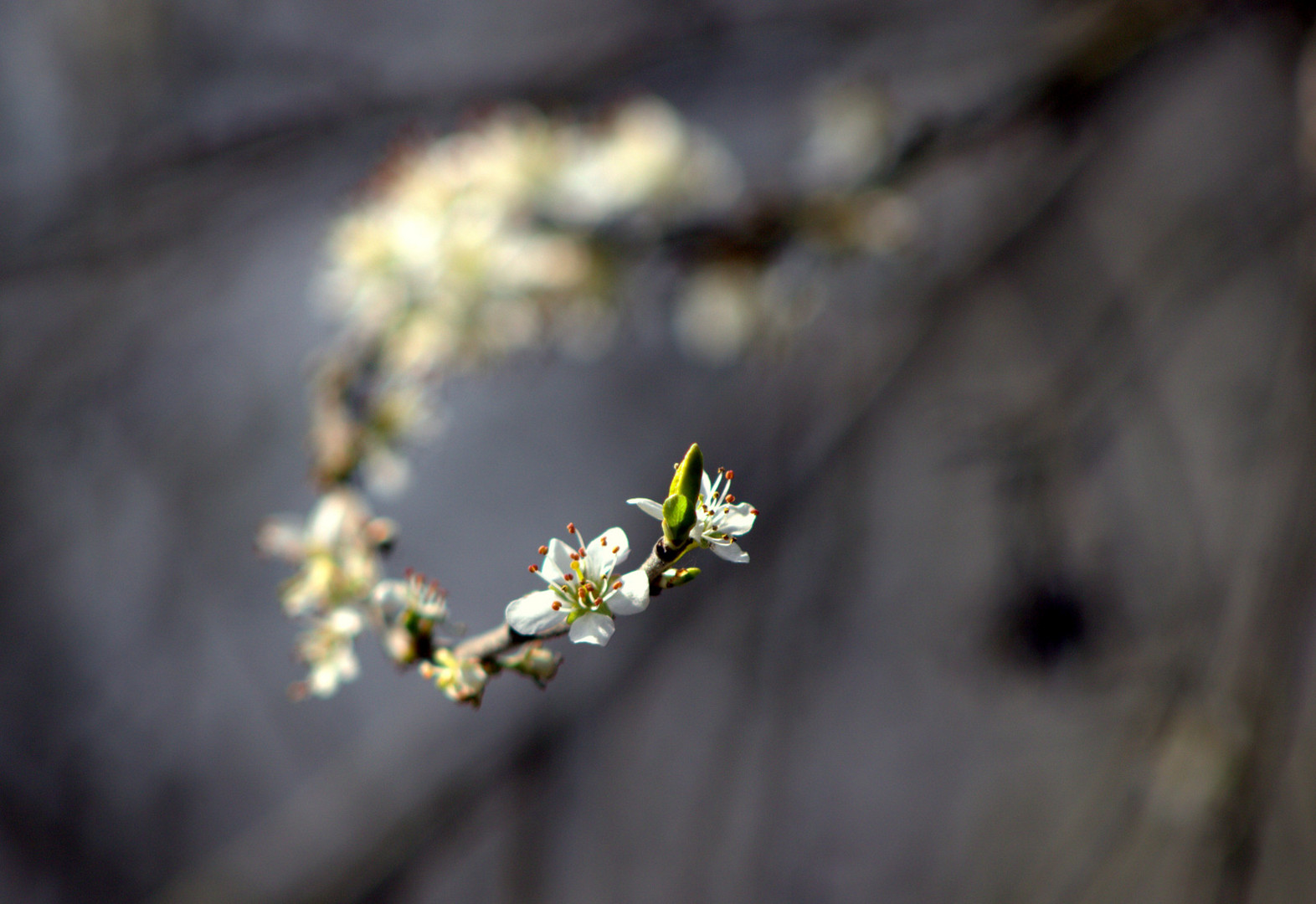 Weißdorn-Blüte